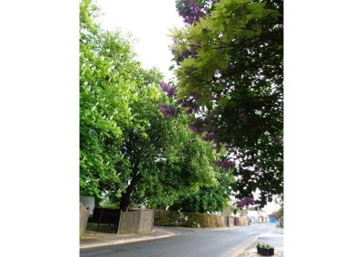 Trees by the road side