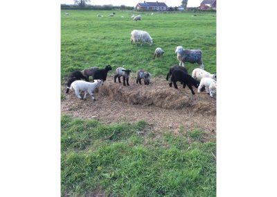 Sheep and lambs