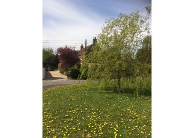 Willow tree on the green