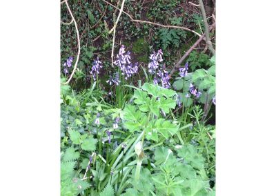 Bluebells in woodland