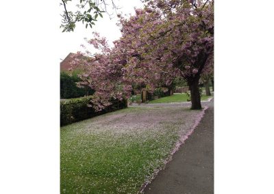 Blossom by the road side